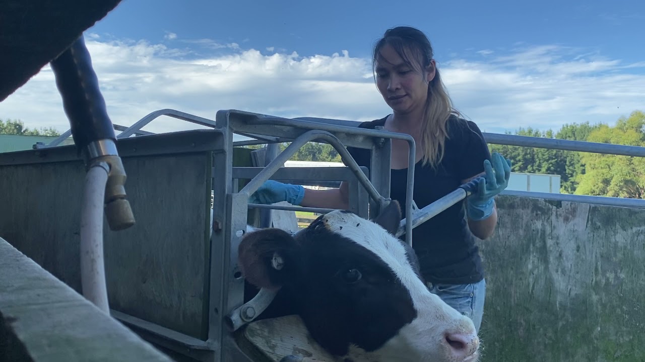 Dehorning and debudding calves Part2
