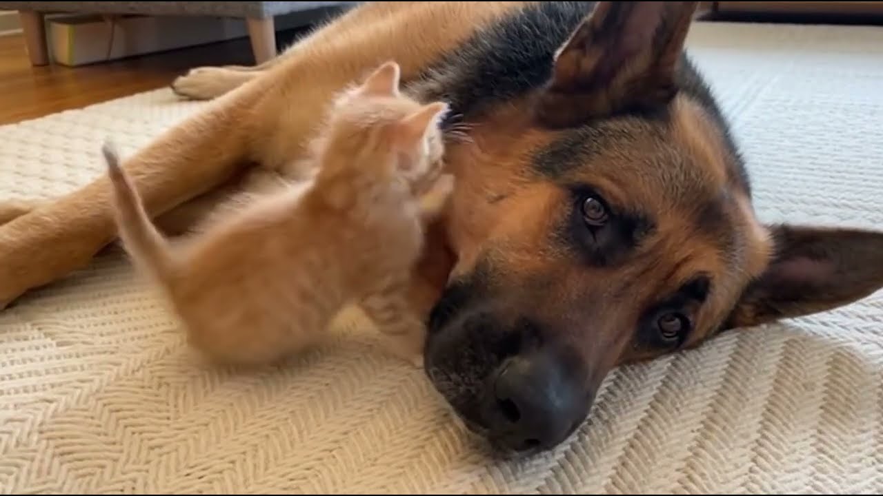 Here’s Another Reason to SMILE 🥺🐾 (Part 2)