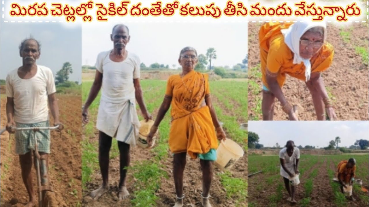 🌶️🌶️మిరప చెట్లల్లో సైకిల్ దెంతో కలుపు తీసి మందు వేయడం#farmer telugu 