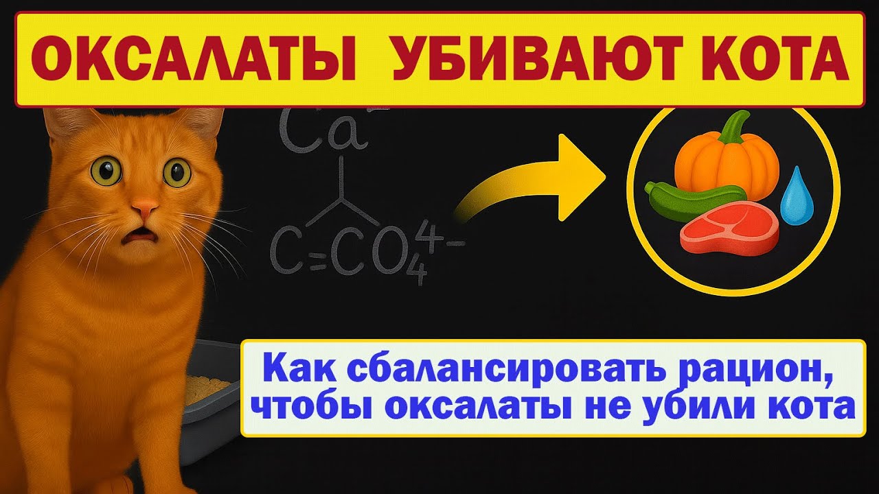 Натуральный рацион - это реальная защита кошек от развития оксалатных камней, pH-сдвигов и рецидивов