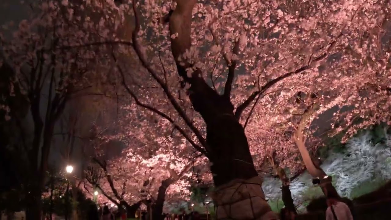 4k April 7 Full bloom sakura cherryblossom in Chidorigafuchi Tokyo