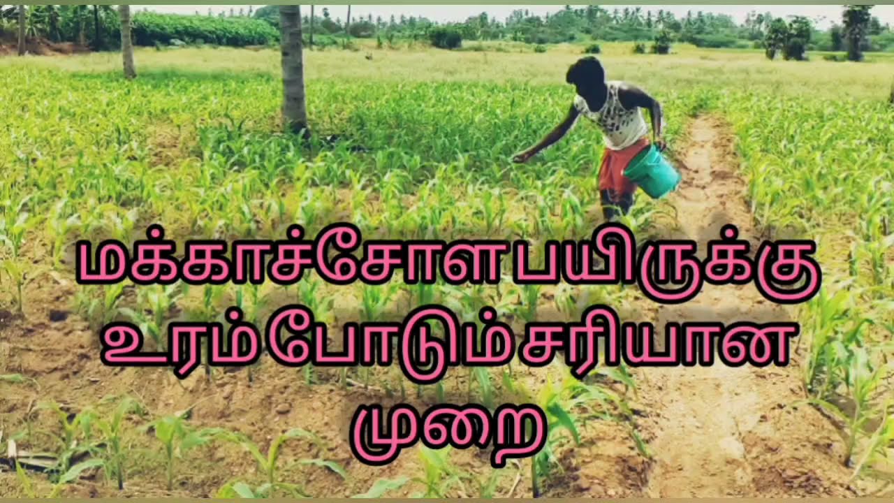 மக்காச்சோள பயிருக்கு உரம் போடும் சரியான முறை