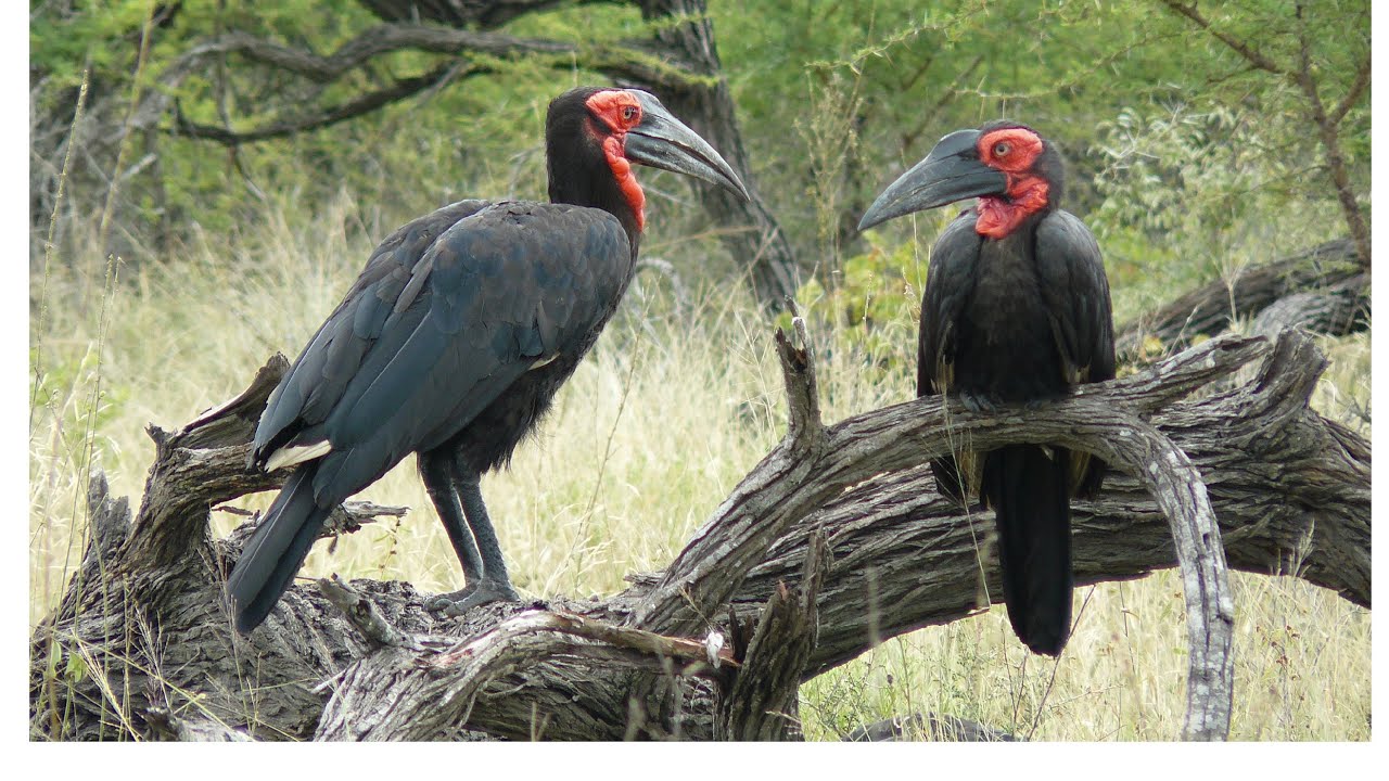 SOUTH AFRICA southern ground hornbill, Kruger national park (hd-video)