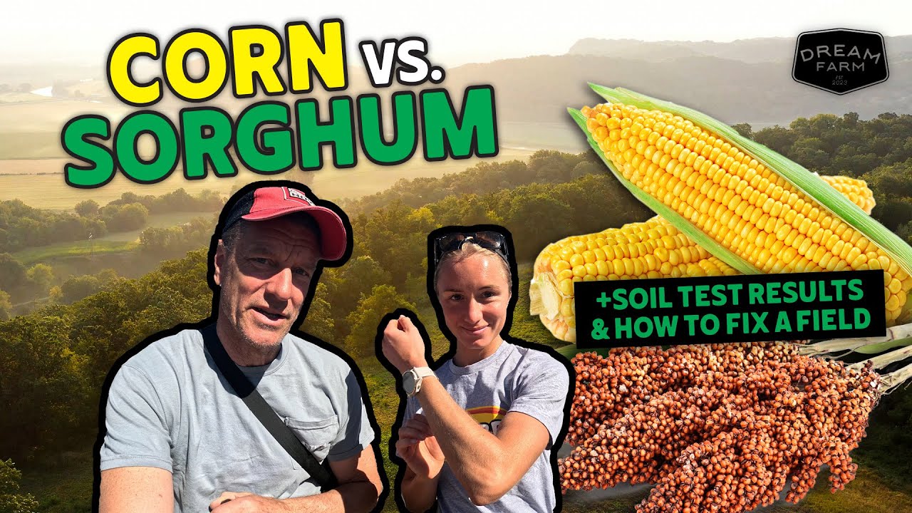 Кукуруза против сорго с высокой плотностью оленей: сглаживаем неровности на участке | Ферма мечты...