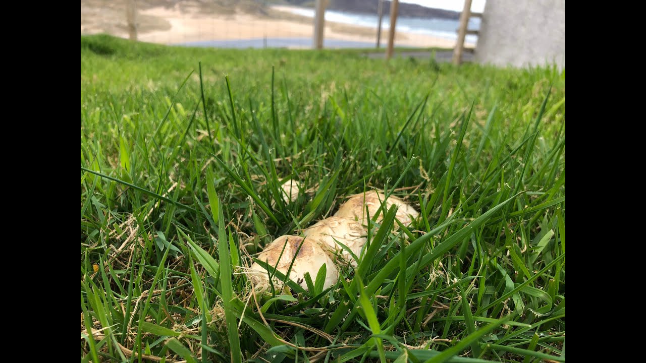 Foraging - St  George's Mushrooms - Dirty Wee Secrets