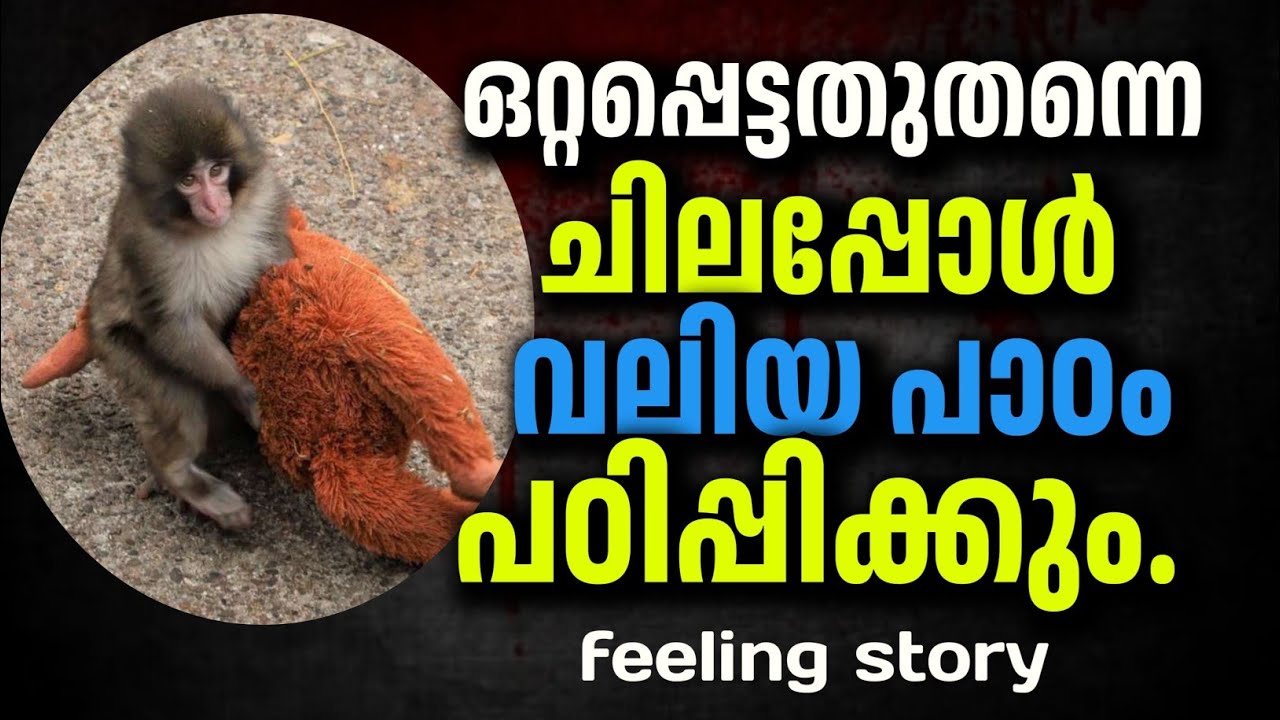 ഒറ്റപ്പെട്ടു പോയെന്നേ ഉള്ളു.. അവനൊന്നും നഷ്‌ടപ്പെട്ടിട്ടില്ല..#japhnesmonkey#story#viralvidio#trend.