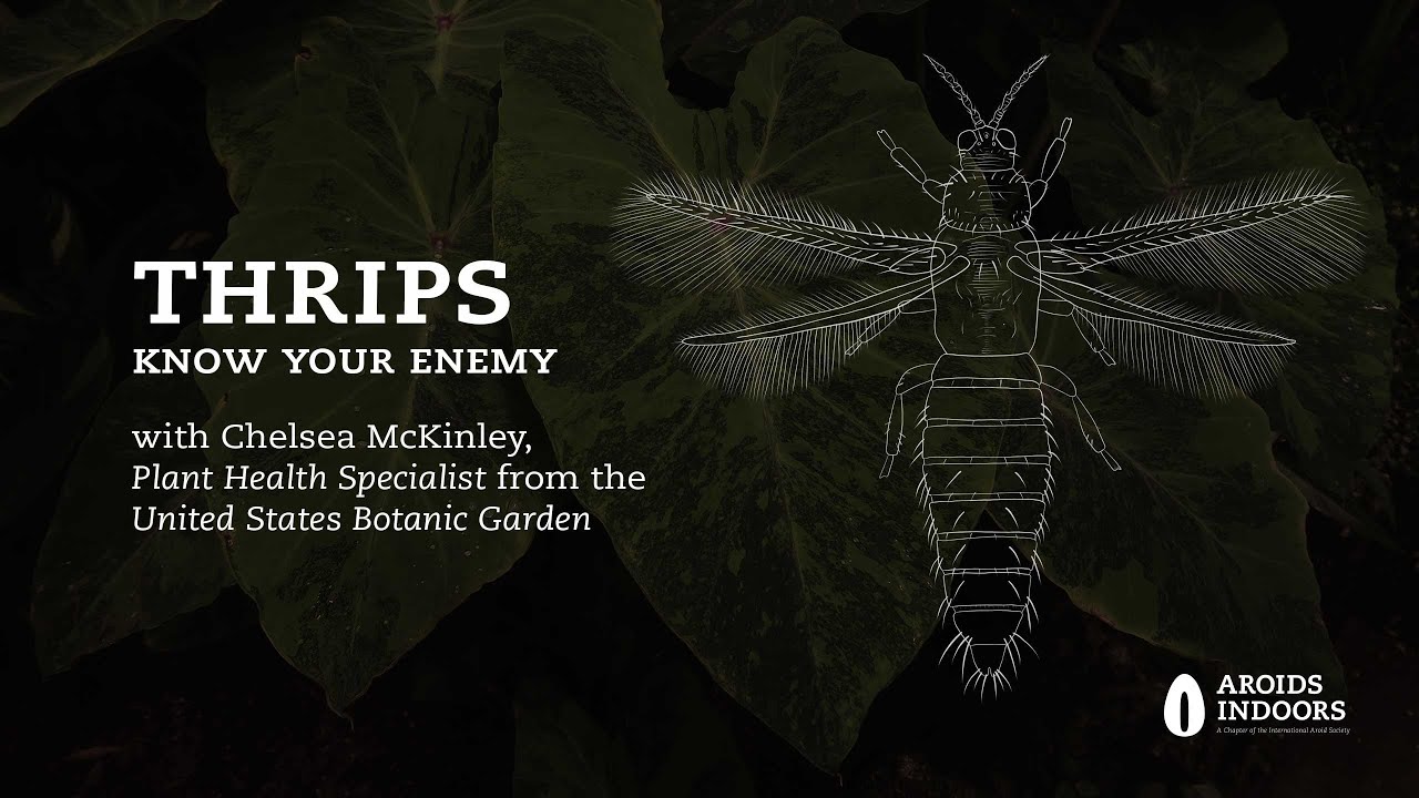 Thrips: Know Your Enemy - with Chelsea McKinley & United States Botanic Garden