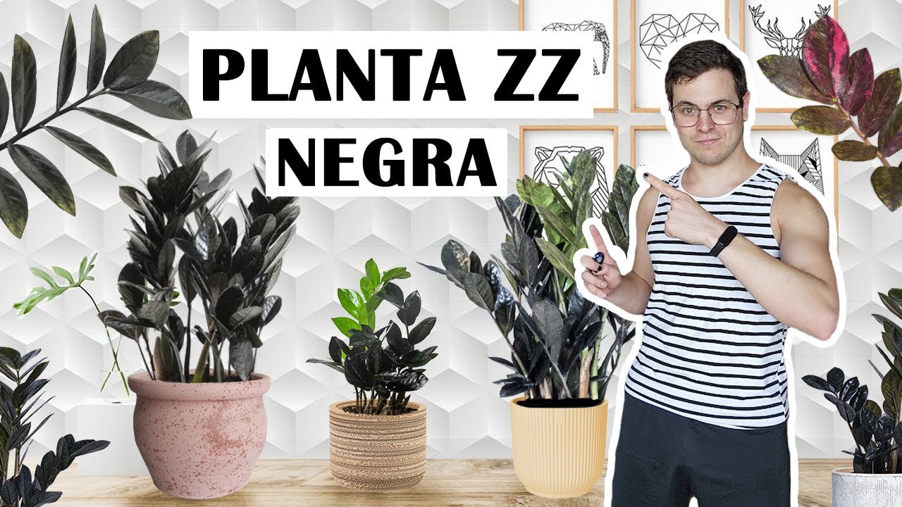 Zamioculcas zamiifolia 'Raven' 🖤