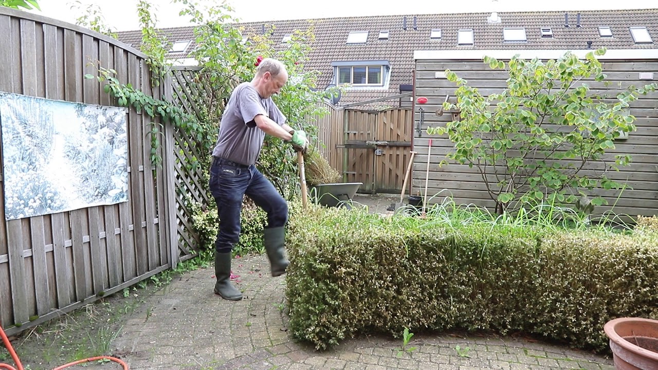 Buxus workout