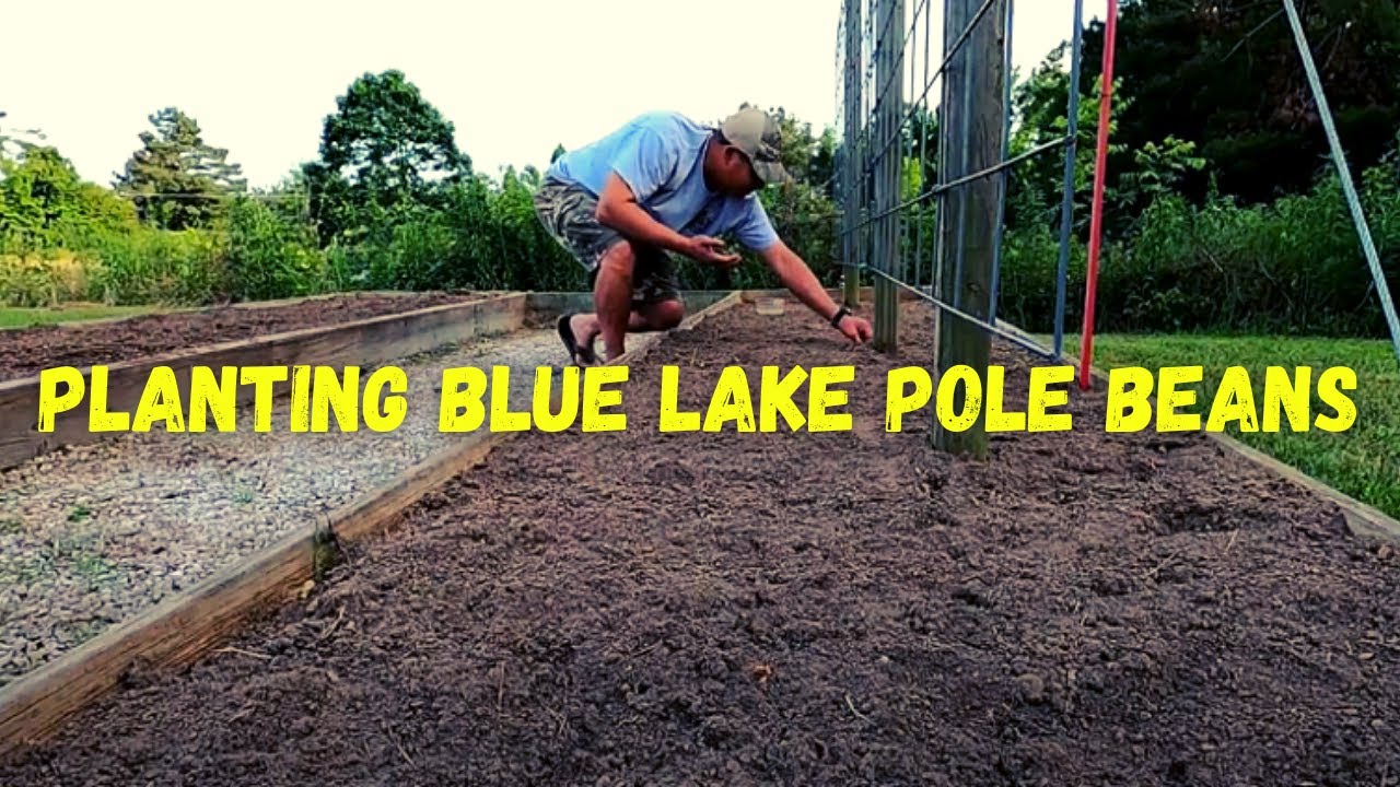 Planting Blue Lake Pole Beans || Stringless FM1K