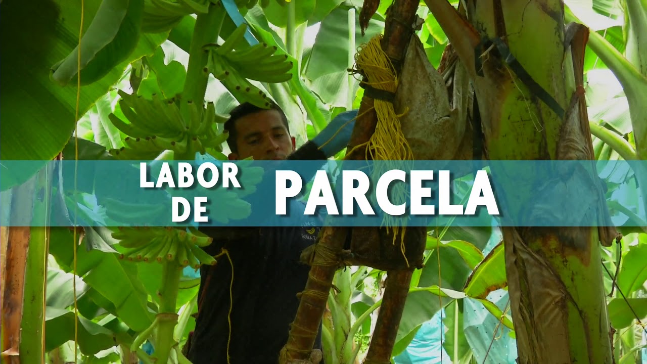 Agricultura al Día /  Labores culturales en el cultivo de banano