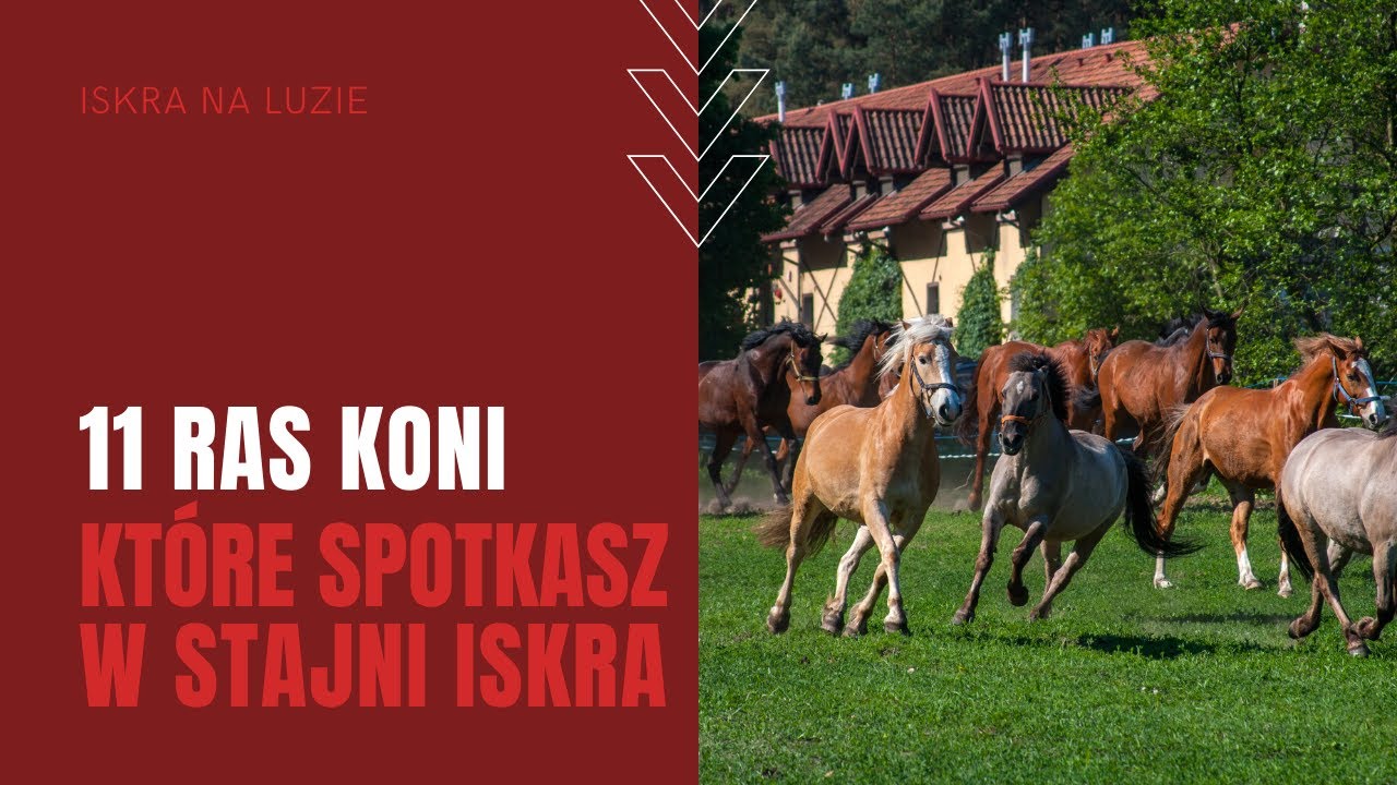 11 RAS KONI, które spotkasz w Stajni Iskra
