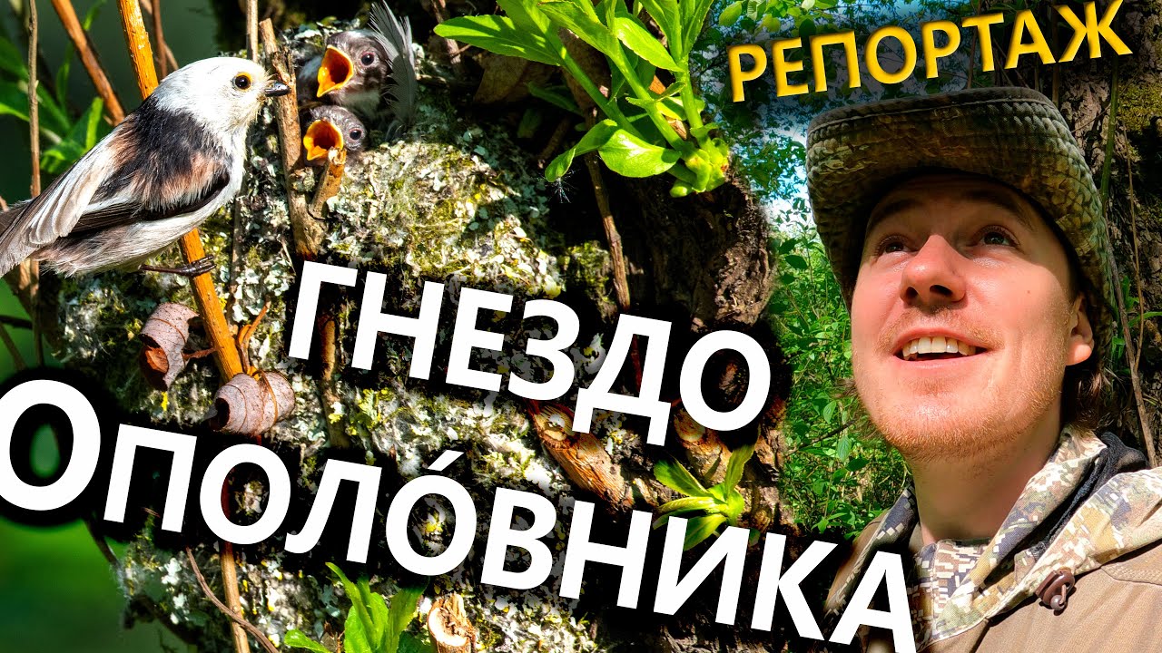 Ополовник. Репортаж у гнезда