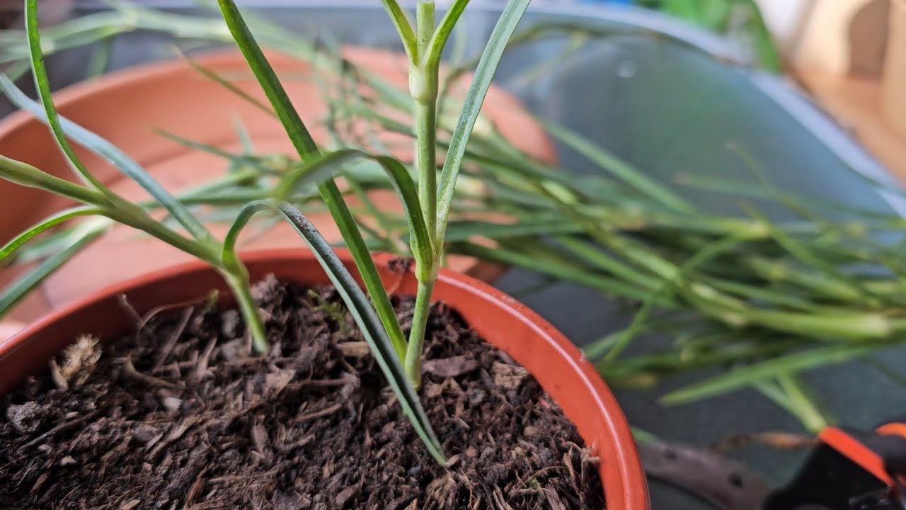 How to pot Carnation cuttings