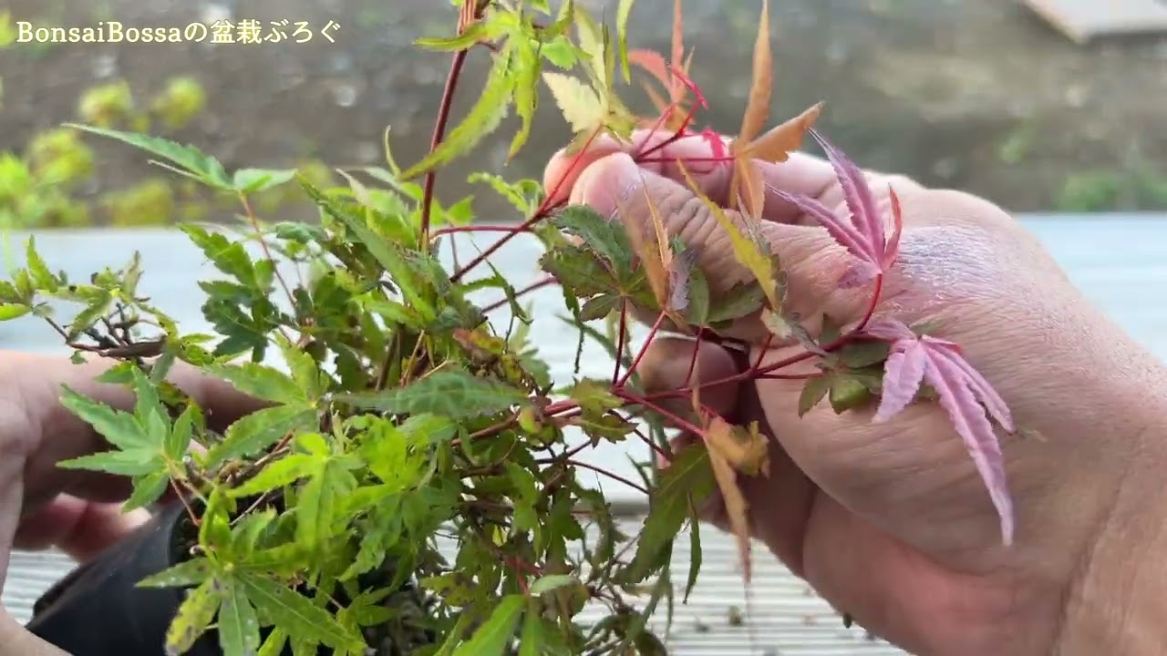 【YMJ5】こんな時期(8月)に山モミジをさわるコトあるのか #盆栽 #bonsai