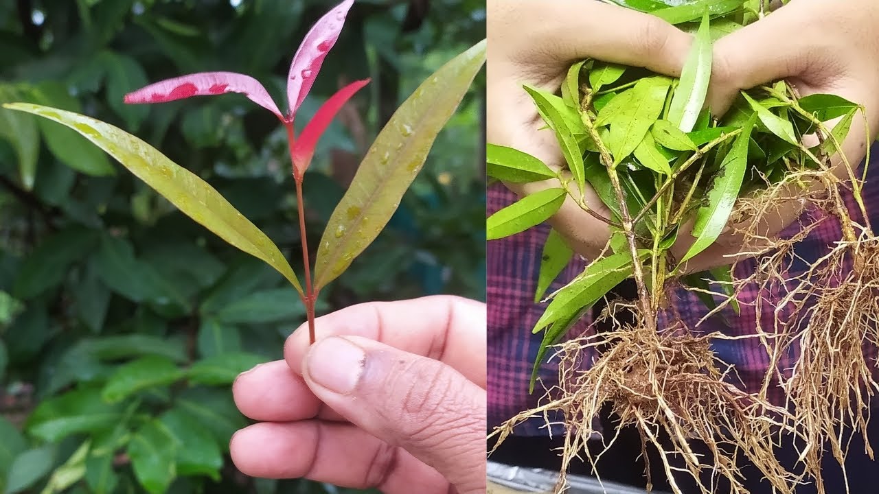 How to Propagate Eugenia Plant Cuttings