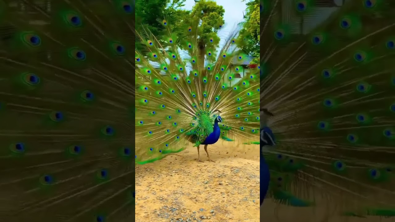 Paun se &scaron;epuri svojim perjem!Nekog doziva?Pogledajte te boje perja, ne postoji filter za to!#aves