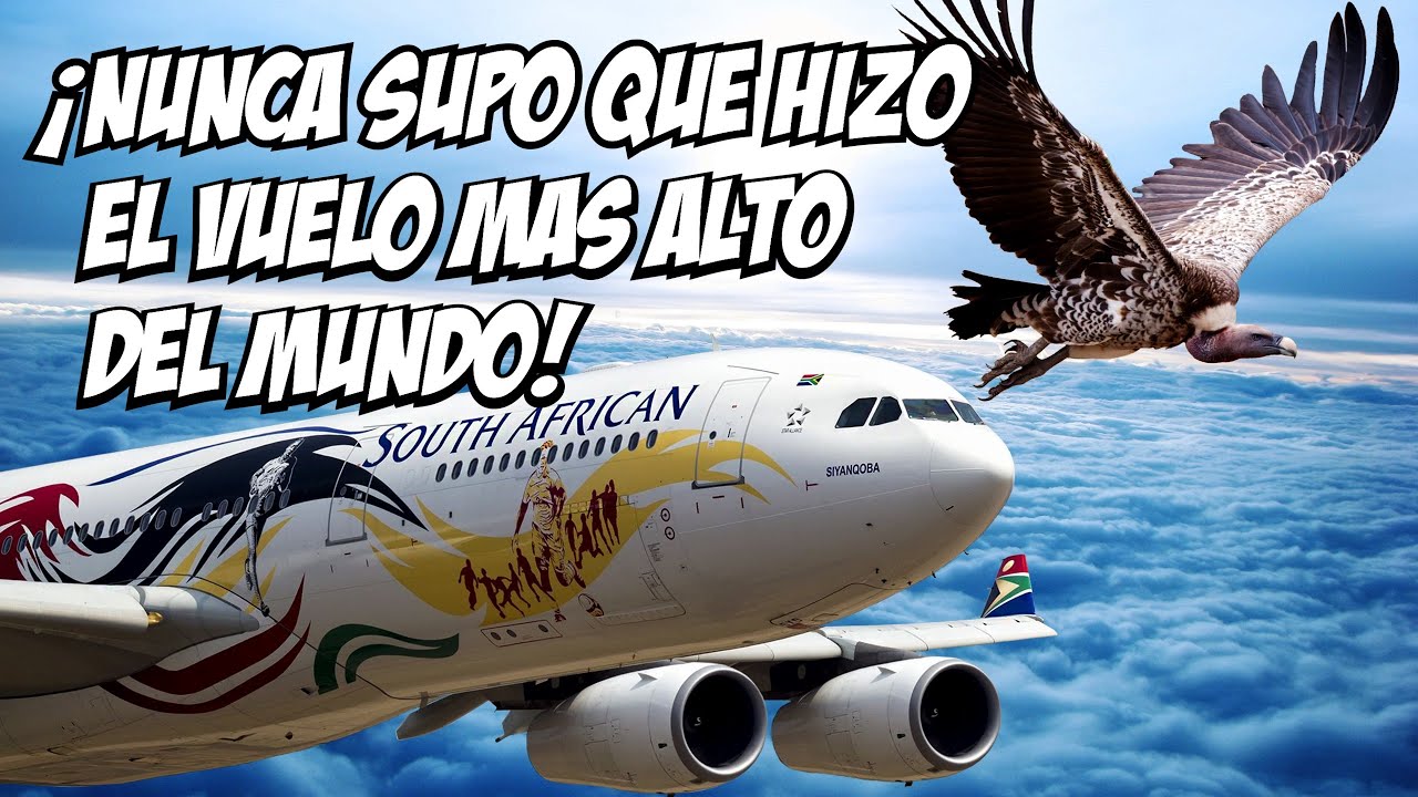 EL P&Aacute;JARO QUE IMPLANT&Oacute; UN R&Eacute;CORD GUINNESS HACE 50 A&Ntilde;OS A&Uacute;N IMBATIBLE