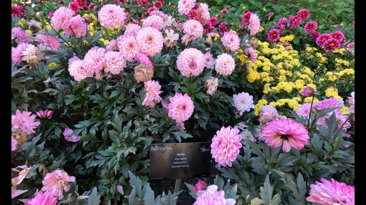 Edwards Gardens , October 2025