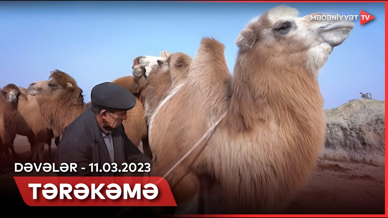 Tərəkəmə - Dəvələr | 11.03.2023