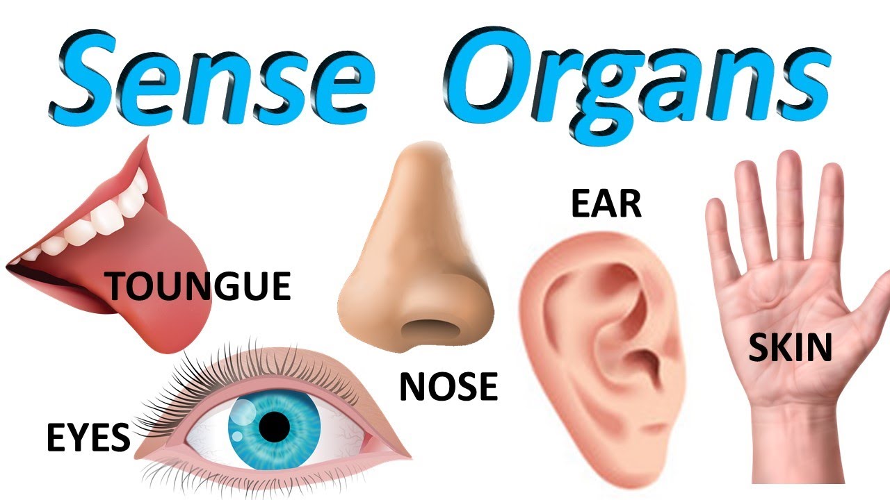 Sense organs for kids [ 5 SENSE ORGANS] Sense organs name | Kids e-Learning