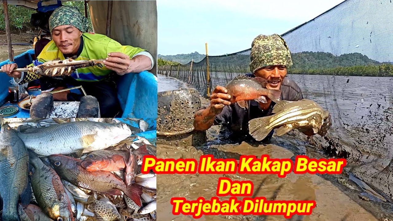 Panen Ikan Besar 3Hari 3 Malam Sendirian, Pasang Perangkap, Mancing, Masak, diSungai Pedalaman
