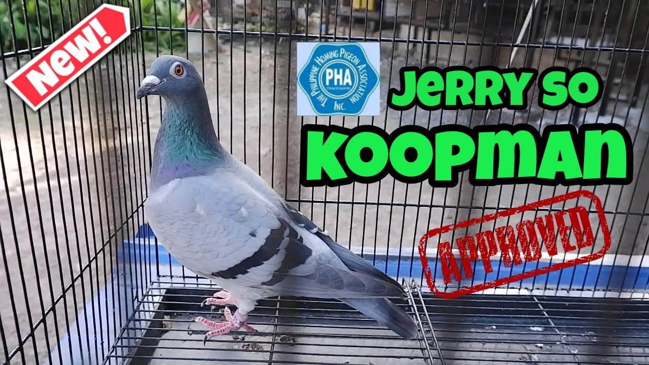 MAY BAGO AKONG KALAPATI SA LOFT LINYADA NI IDOL JERRY SO NG PHA KOOPMAN JSO