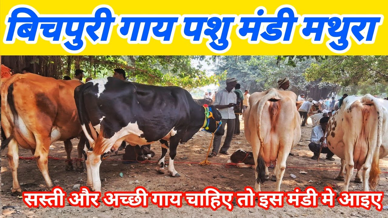 सस्ती और अच्छी गाय चाहिए तो इस मंडी मे आइए | Bichpuri Pashu Mandi | Pashu Mandi | Buffalo Market