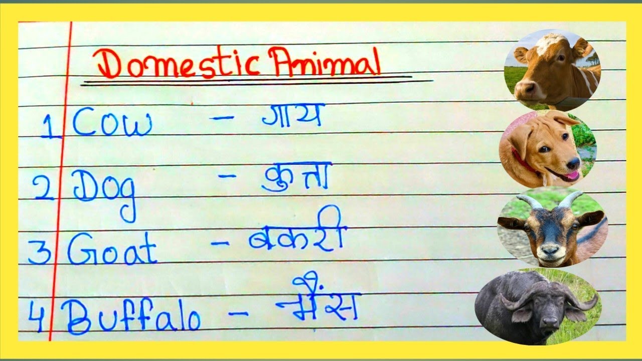 10 domestic animals name in english and hindi|| domestic animals name|| animals name in english||