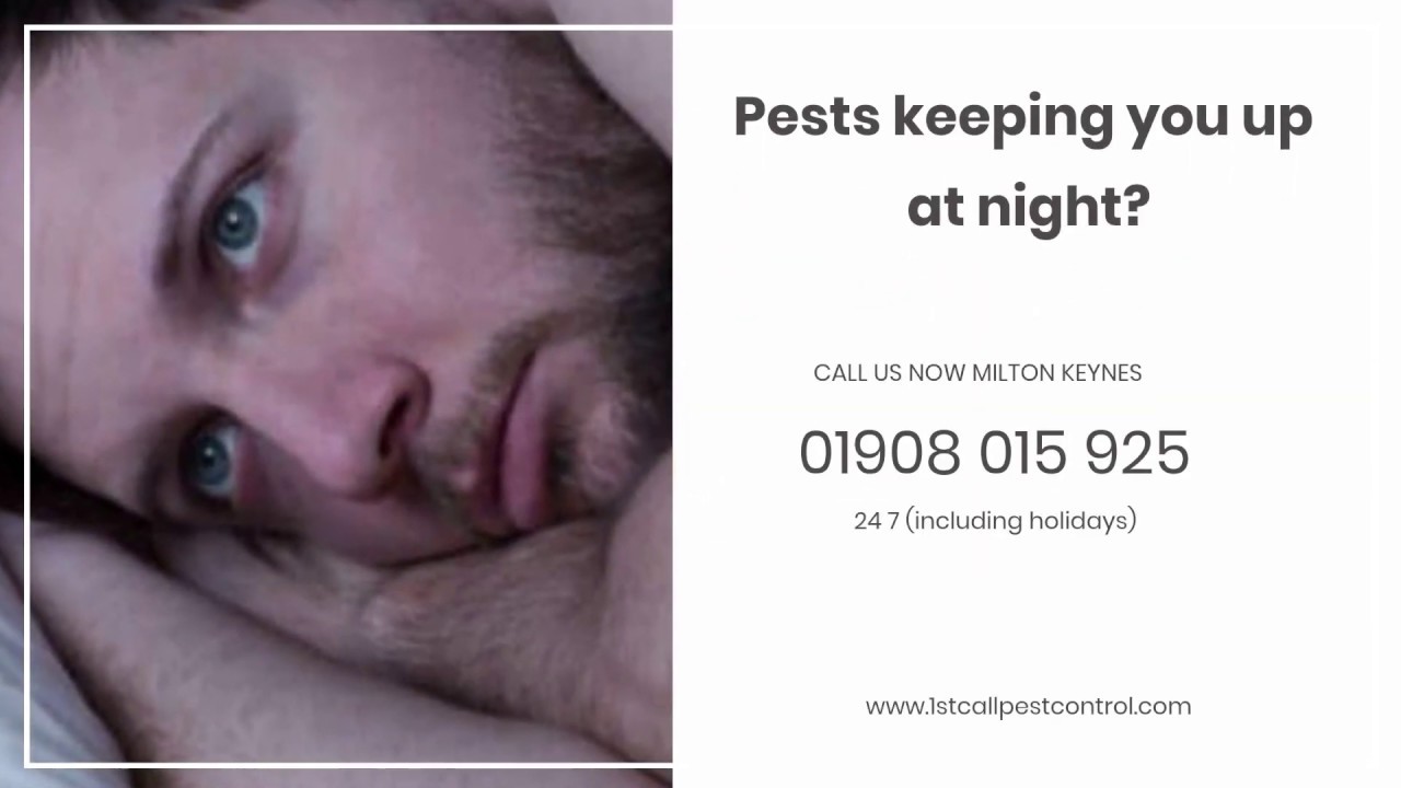 24 Hour Emergency Pest Control Milton Keynes | 1st Call Pest Control