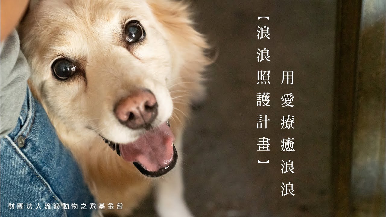財團法人流浪動物之家基金會 - 浪浪照護計畫