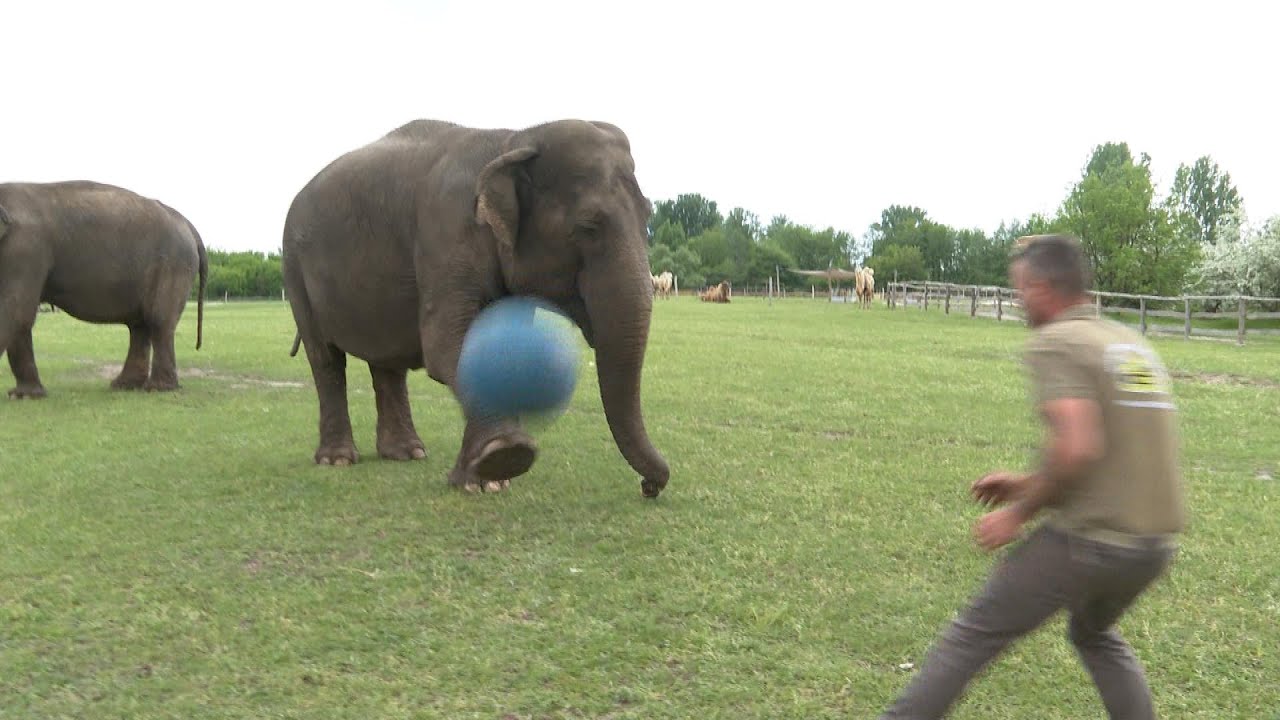 Focizó elefánt a Richter Safari Parkban