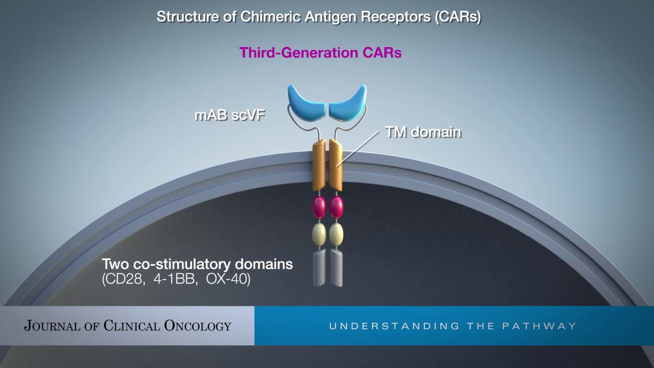 Are All Chimeric Antigen Receptors Created Equal?