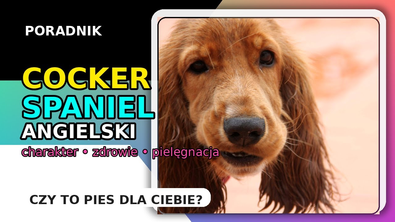 Cocker Spaniel Angielski.  Urok a Rzeczywistość