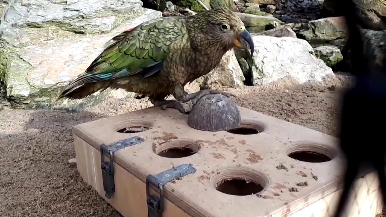 Nestor kea v pražské zoo: Nenechaví papoušci vám dokážou vybrat kapsy