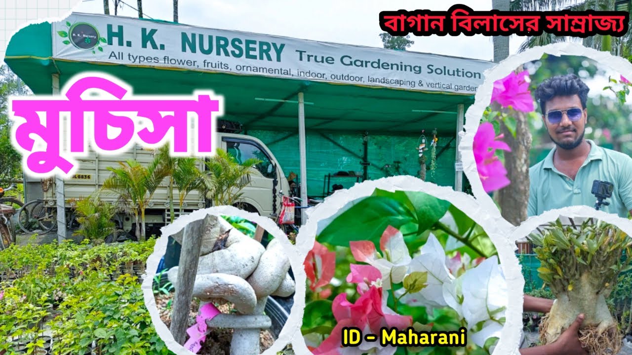 Muchisha Cheapest Nursery || কম দামে গাছ কেনার সঠিক জায়গা || H. K. Nursery Muchisha || Bakhrahat