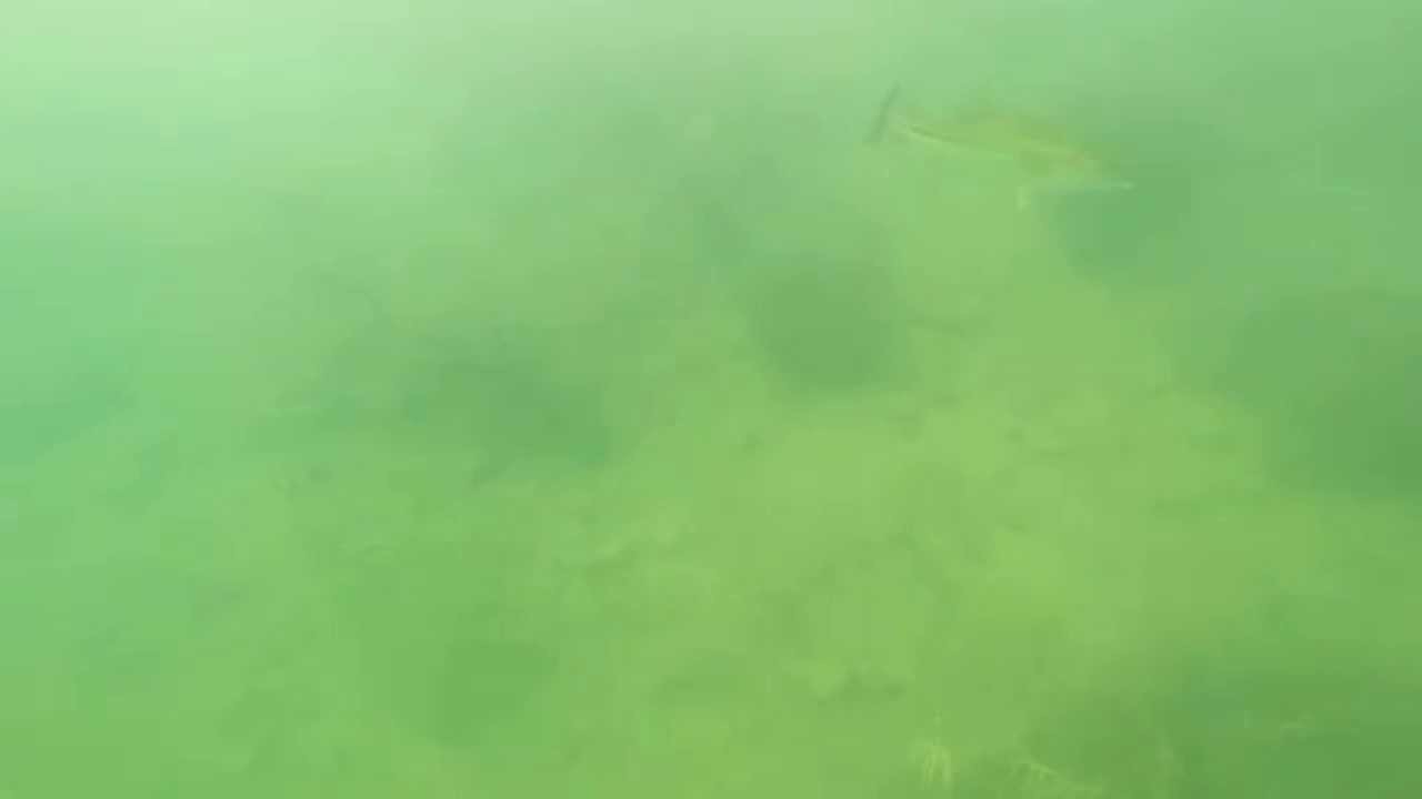 Vida submarina en el embalse de Canelles.