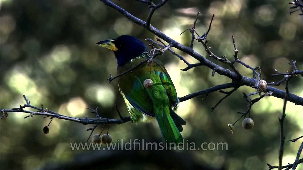 Great Hill Barbet on a wild pear tree