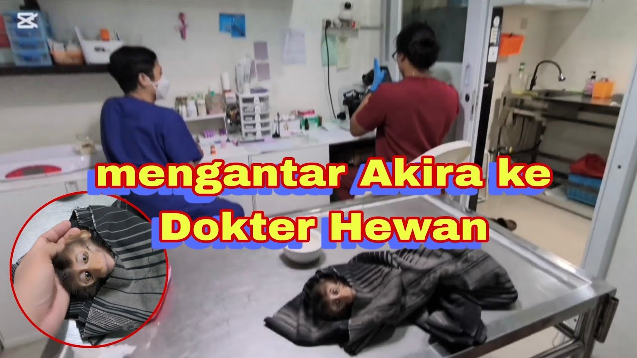 Akira sakit | Bawa Akira ke Dokter hewan 😭🤲🏻 #beruk #monyet #primata #babymonkey #monkey #animals 