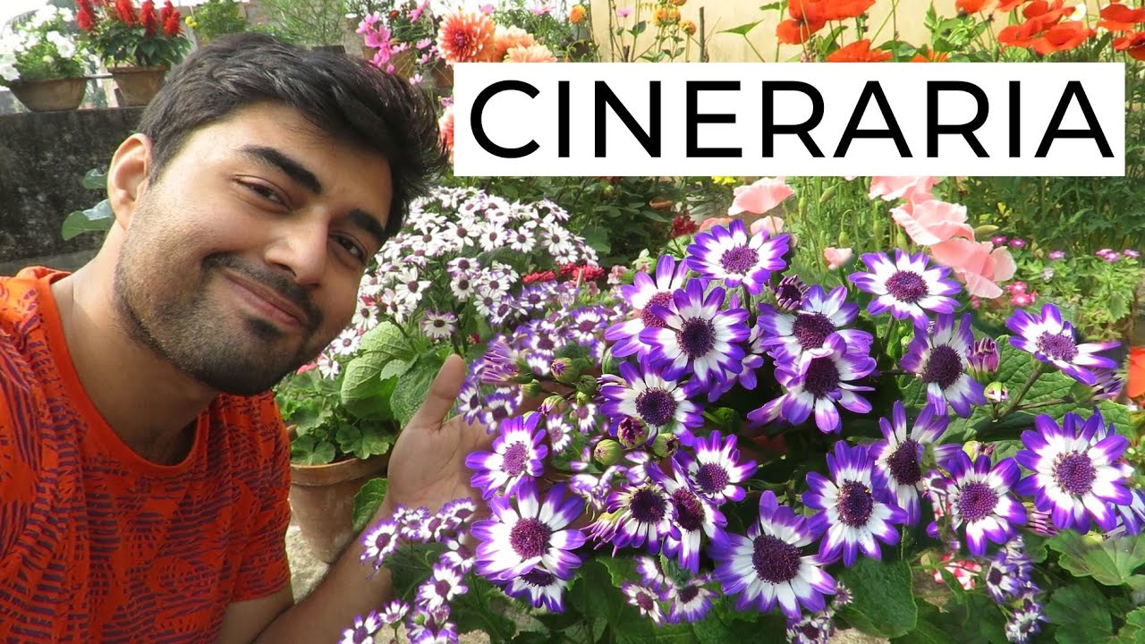 Cineraria Flower || How to Grow Cineraria Flowers || Cineraria Plant Care