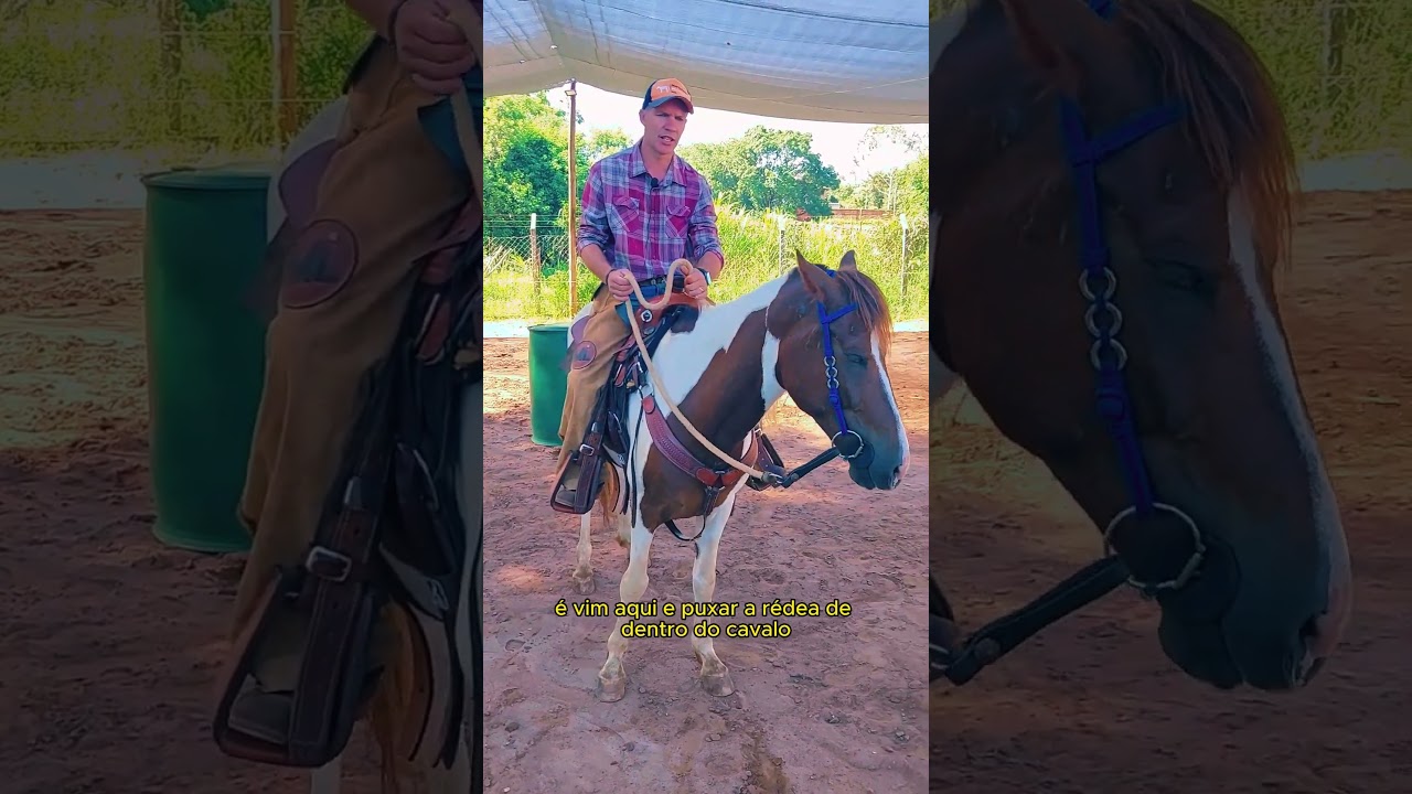 Como segurar a r&eacute;dea do cavalo ou muar  Fa&ccedil;a assim e deixe seu cavalo bom pra passeio  #horse