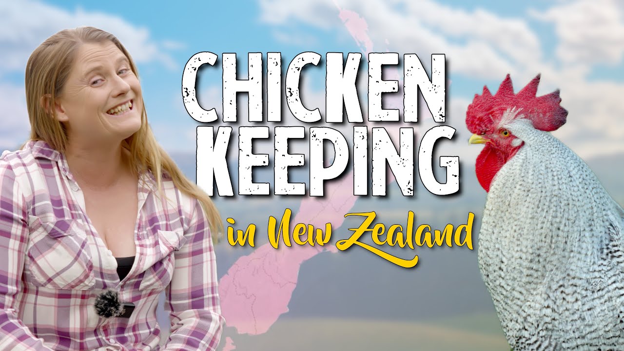 NZ Chooks: How NZ Chicken Raising is a Bit.... Different