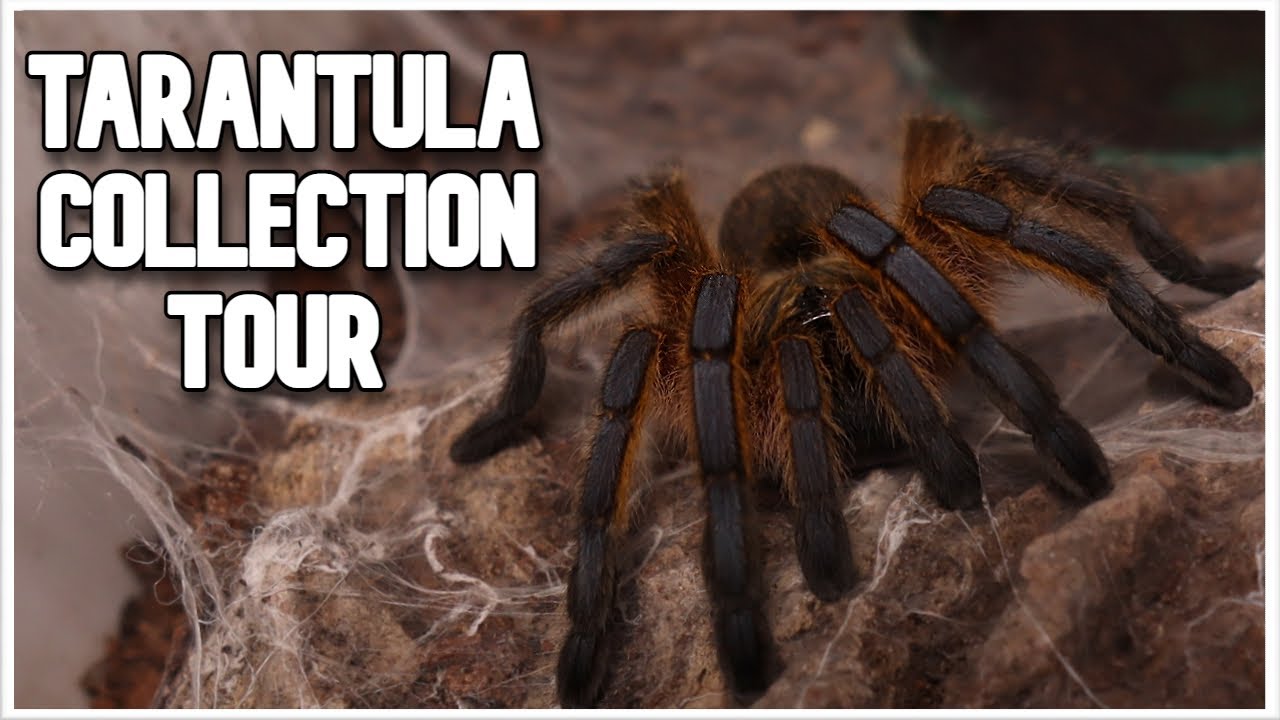 Meet My Tarantula Collection