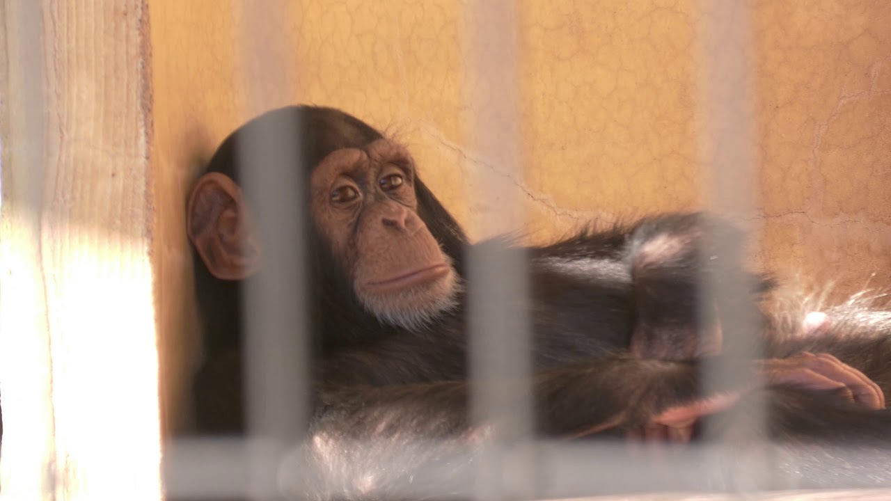 父カムイチーム、母コニーチーム、ひとりのげんき　日本平動物園　チンパンジー