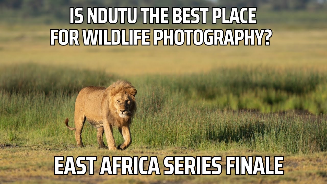 Is Ndutu the Best Place in the World for Wildlife Photography?