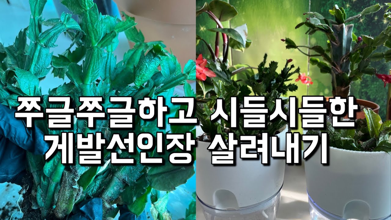 게발(가재발)선인장 | 쭈글쭈글하고 시들시들한 게발선인장 살려내기 | 저면관수화분에 심어주기 | 공기정화식물 | 플랜테리어 | [엄마와 딸 다육TV]