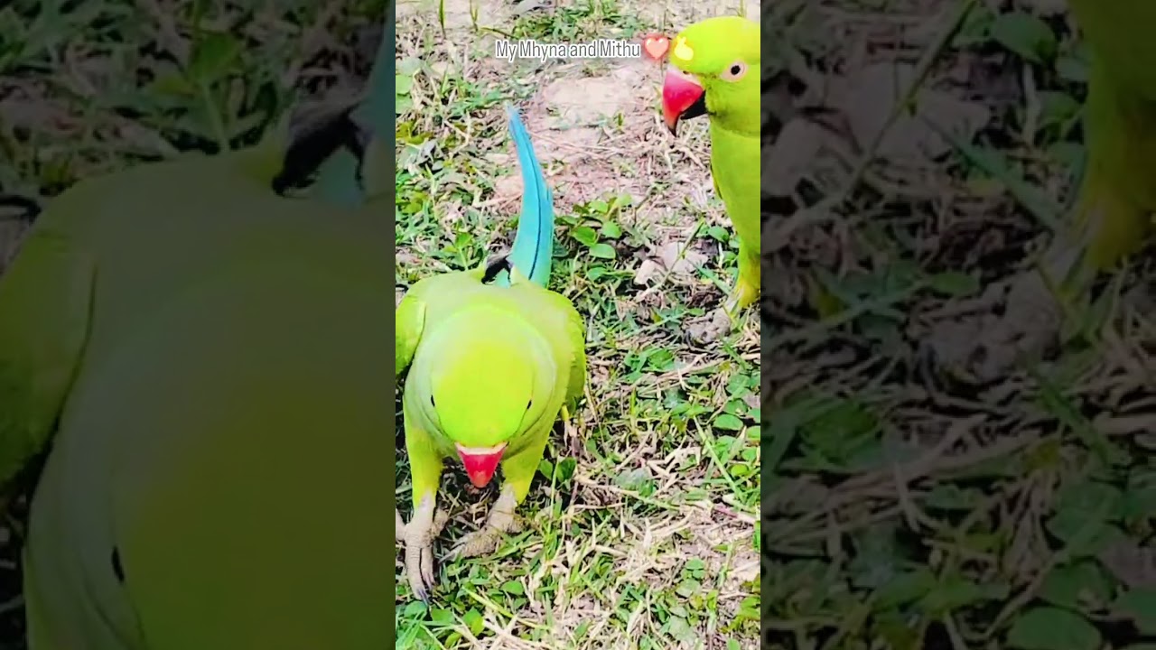 My Cuties ( My pets)