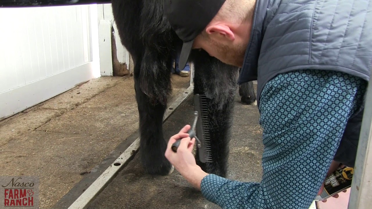 Complete Beef Cattle Fitting Tips from Nasco & CD Show Cattle
