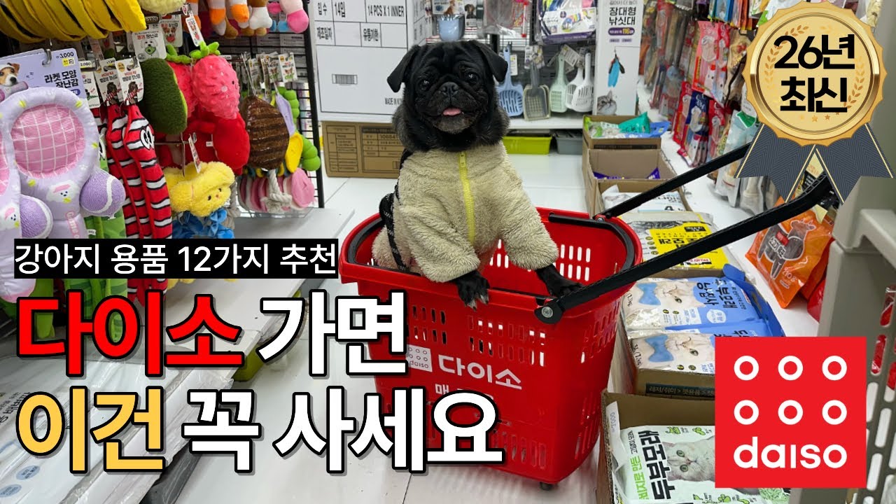 다이소 강아지 꿀템 다 털어옴 | 가성비 애견 용품 추천 | 다이소 신상템