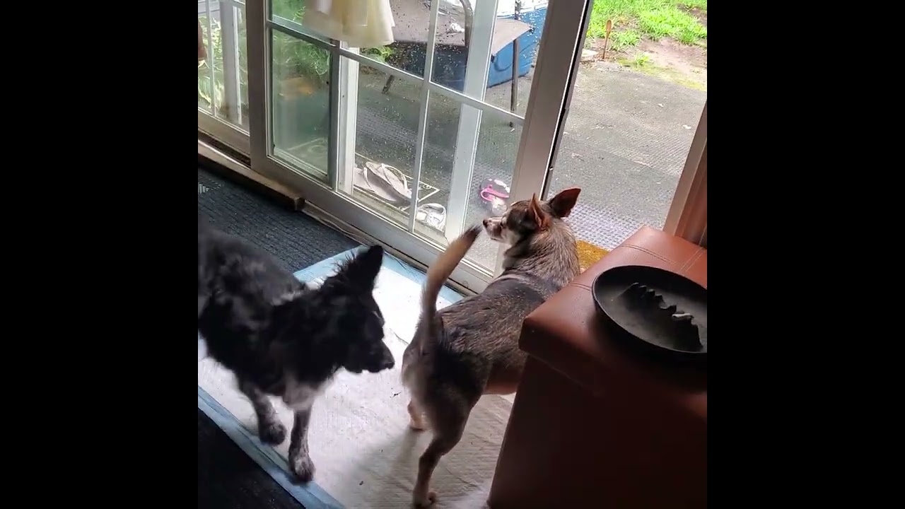The Cousins are playing.